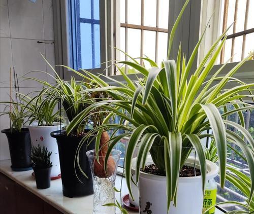 为什么我的吊兰不开花？（探究吊兰不开花的原因及解决方法）