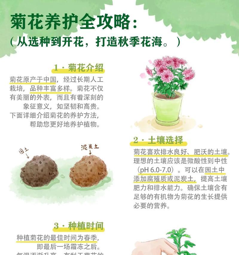 菊花并不是热带植物（了解菊花生长环境与特征，防止误解）