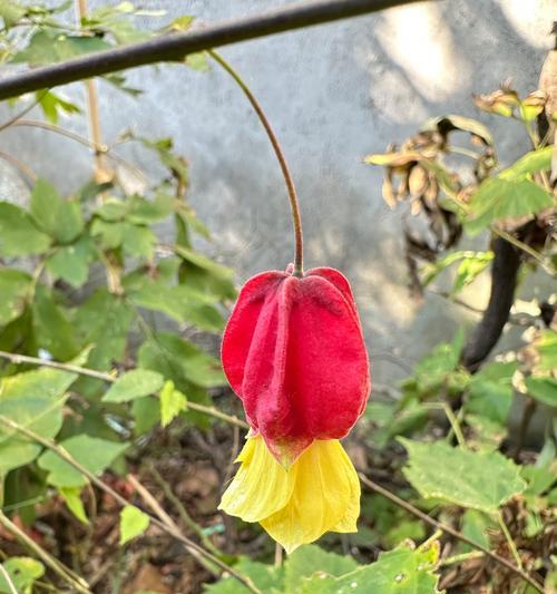 冬季养护灯笼花的必备技巧（寒冷季节中如何正确护理灯笼花，打造温暖花园）