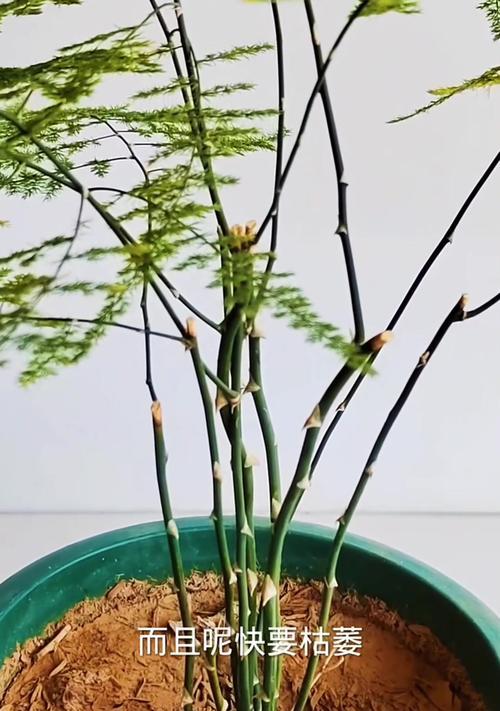 冬季文竹叶子发黄的原因及处理方法（揭秘文竹叶子发黄的真相，有效护理方法曝光）