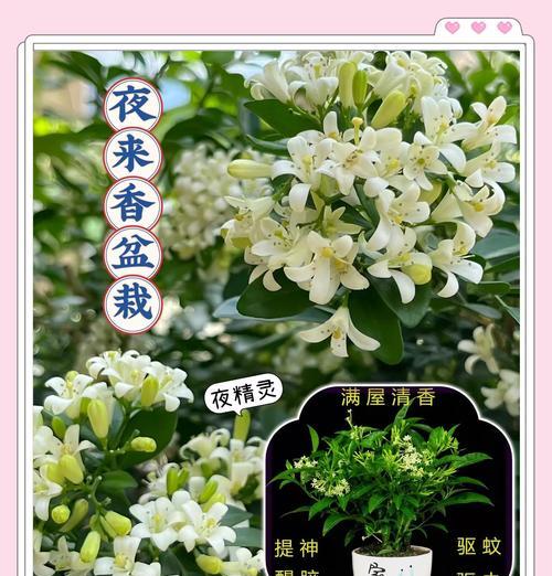 以夜来香怎么样好养活（培育繁衍常春藤般的花朵，以夜来香带来无尽的芬芳）