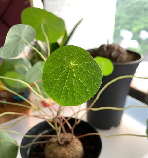 以马蹄金的养殖技巧与养护方法（打造繁花似锦的马蹄金花园，享受美丽与宁静）