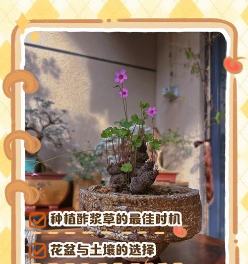 黄金万年草老桩的养殖与养护（打造家庭美丽绿色）