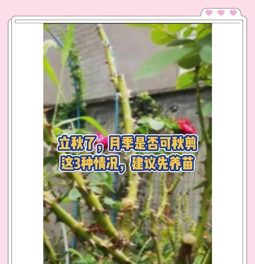 十月份的月季花修剪指南（保持花园美丽的关键技巧与注意事项）