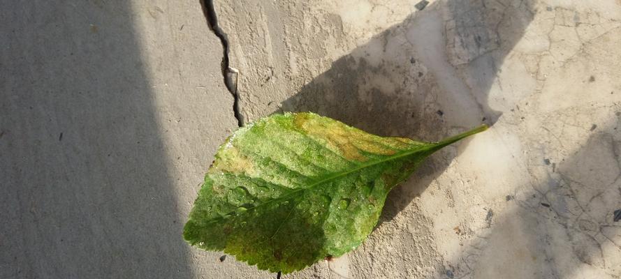 以花叶生了火龙虫，如何处理？（保护花叶免受火龙虫的侵害）