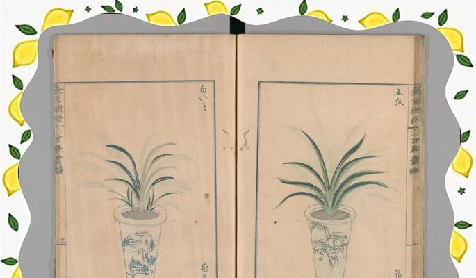 探索万年青发小株的技巧与方法（以可持续的方式使万年青发小株繁荣茂盛）