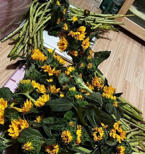 以向日葵花材怎么醒花（掌握关键技巧，让向日葵焕发绚丽色彩）