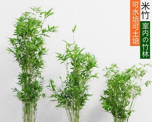 以水养竹子，打造清新绿色家居（水养竹子的养护技巧和注意事项，让你的家变成竹林）