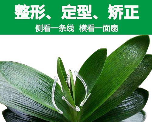 如何矫正以君子兰叶子？（简易方法，让您的君子兰焕发生机）