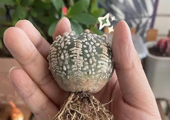 以三角嫁接仙人球的养护技巧（掌握三角嫁接仙人球的关键，让您的仙人球成为独特的风景）