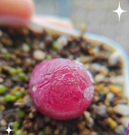 灯泡多肉怎么养长的好（打造健康灯泡多肉的五大秘籍）