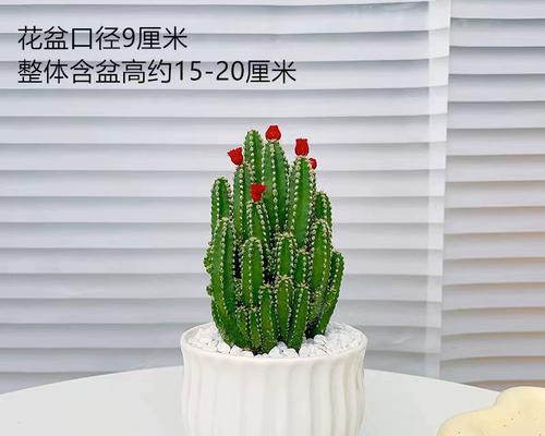 如何养护仙人山盆栽植物（仙人山的养护秘籍与技巧）