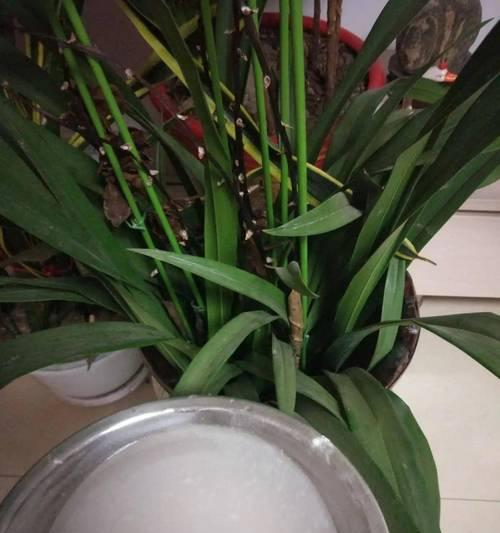 黄豆煮水浇花的神奇效果（让花儿更美丽的小妙招）