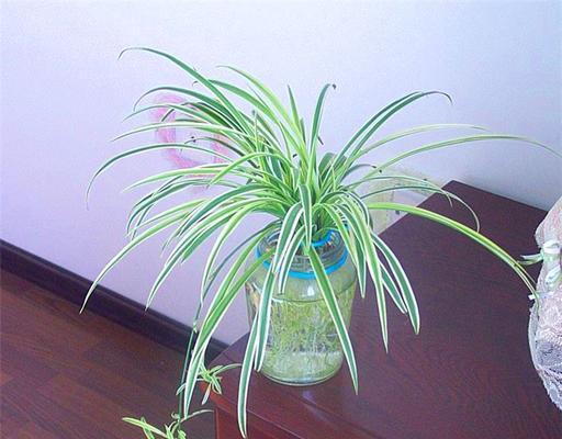 水培吊兰快速生长的秘诀（水培吊兰的关键环境与护理要点）