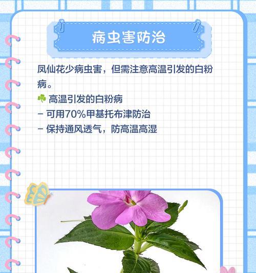 凤仙花种植指南（从选择品种到照料技巧，打造盛开的凤仙花花园）