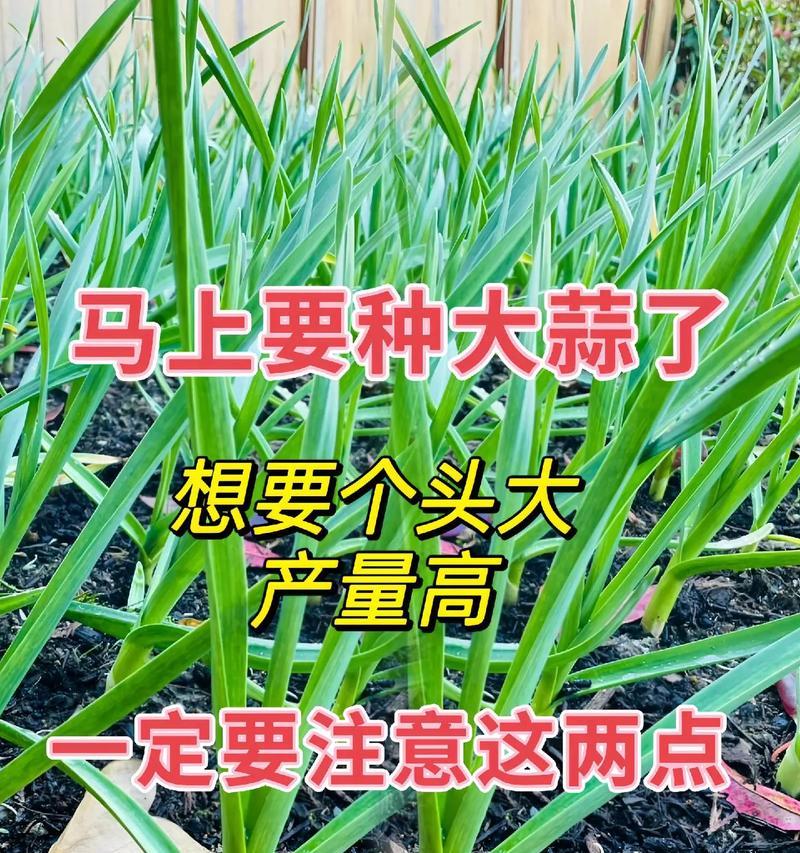 水培大蒜的种植与美味秘诀（探寻大蒜水培的种植技巧，打造美味佳肴）