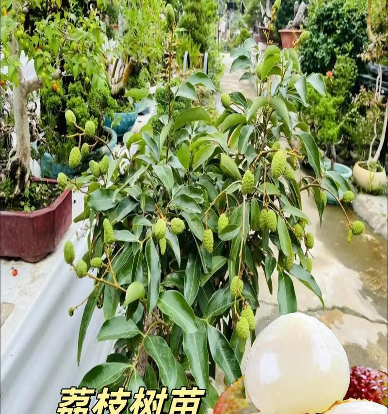 荔枝成熟季节剖析（寻找荔枝成熟之秘）