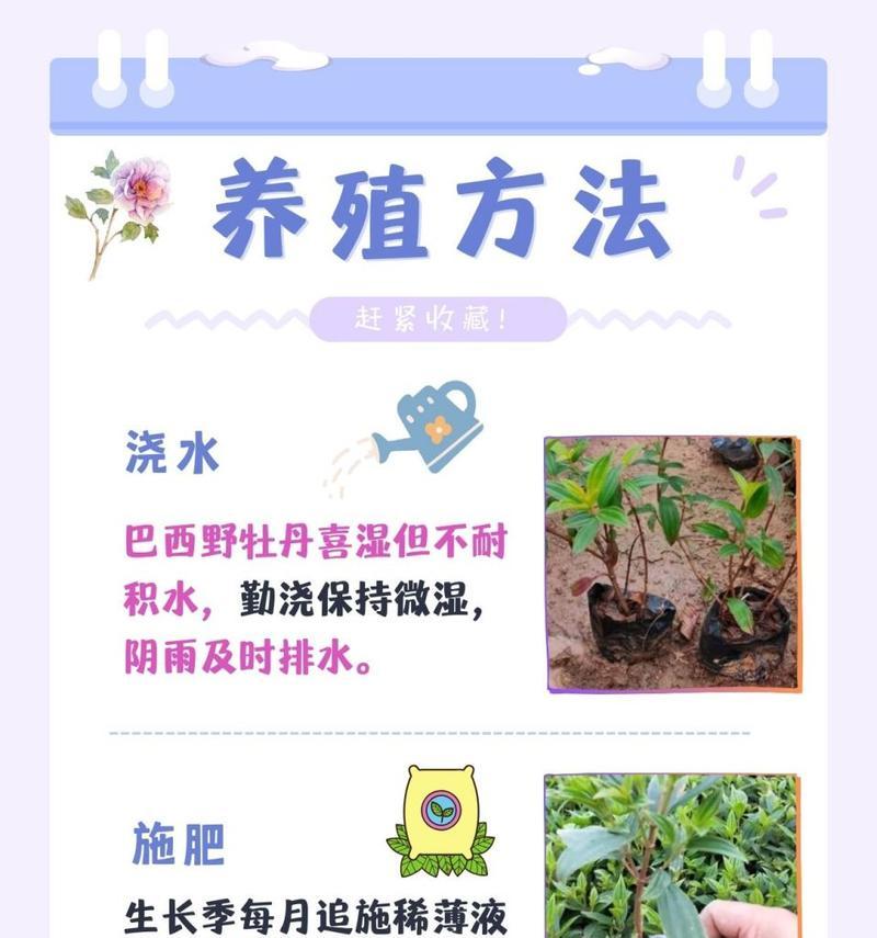 新品种牡丹的科学浇水方法（探索最佳浇水策略，助力牡丹成长）