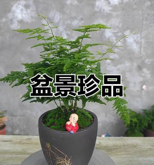 矮云竹生长之谜（探究矮云竹越长越高的原因与解决方法）