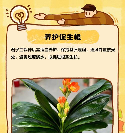 拯救烂根的君子兰（探寻君子兰烂根现象的原因及有效的恢复方法）