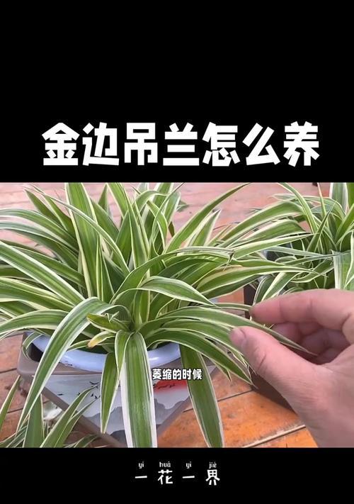 怎样养好吊兰花？（打造健康吊兰花的必备技巧）
