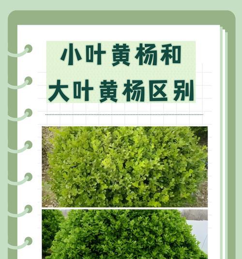 如何拯救干枯的瓜子黄杨枝叶（植物护理技巧和常见问题解答）