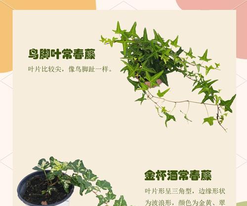 常春藤叶子不开花的原因及处理方法（解决常春藤叶子不开花问题的有效途径）