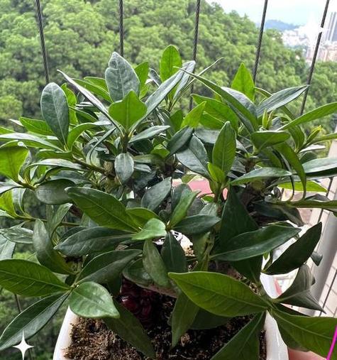 栀子花花苞发黑的原因及解决方法（探究栀子花花苞为何会发黑，并提供有效解决方案）