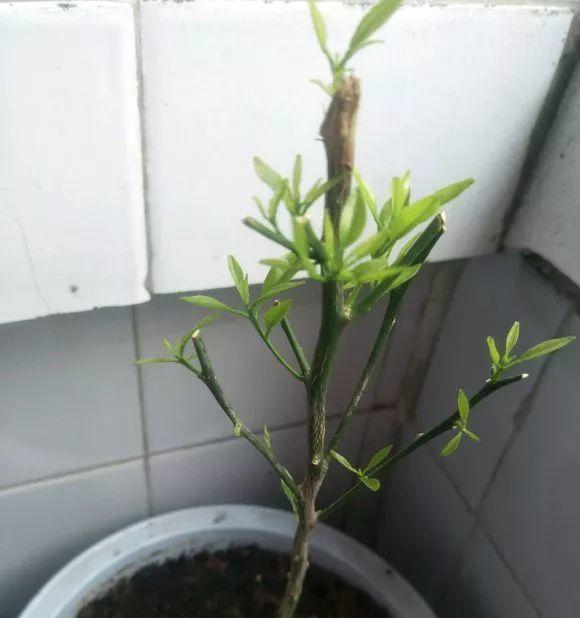 以花树怎么修剪最好看（打造绚丽花树的修剪技巧）