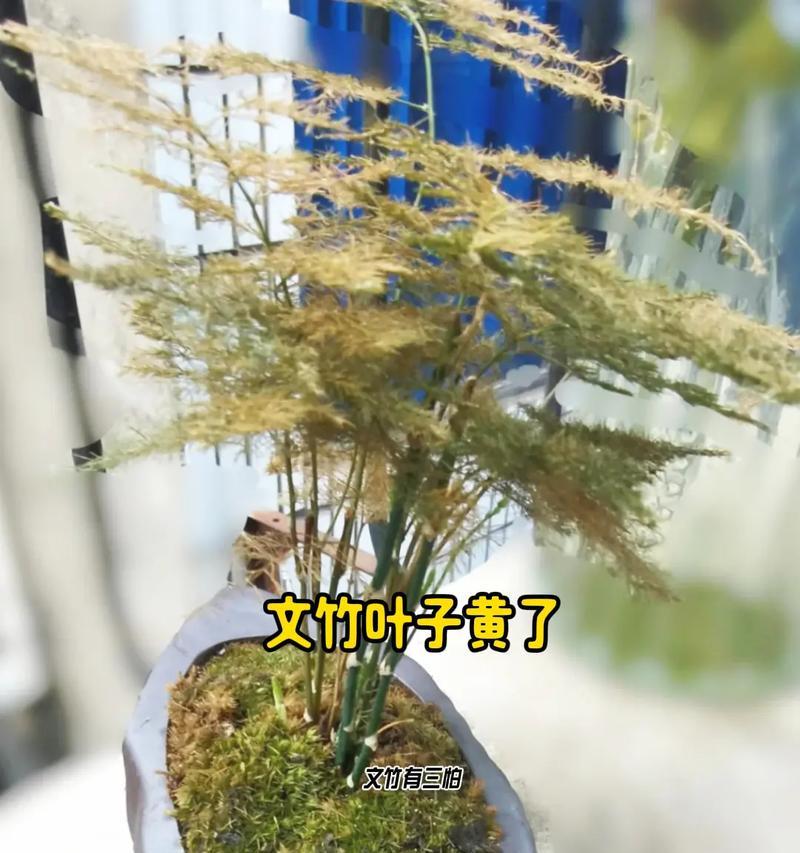 秋天养护文竹的秘诀（文竹的生长需求与护理技巧）