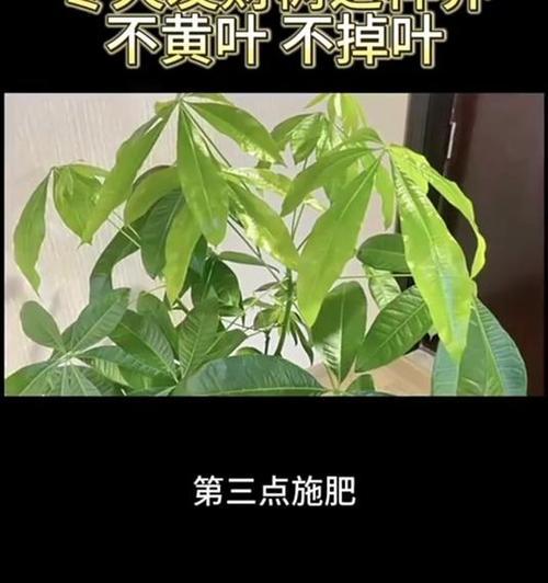 冬天怎样养殖发财树？（发财树养殖技巧与注意事项）