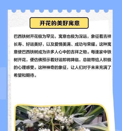 探秘巴西铁树干（了解巴西铁树干的特点和用途）