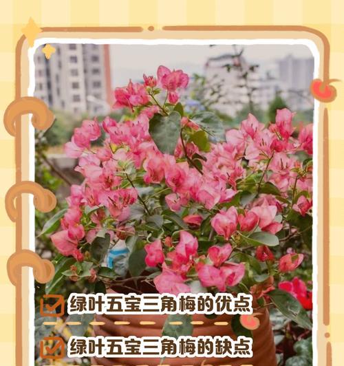 五叶梅的繁殖技巧——探索其种子繁殖方法（培育五叶梅新苗的关键步骤及注意事项）