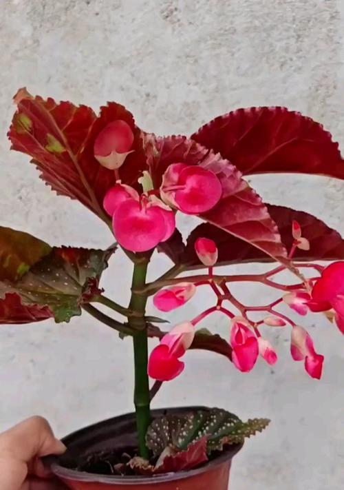 以竹节海棠怎么样养殖？（打造美丽花园的热门选择）
