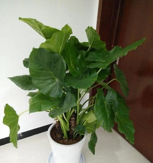 滴水观音太大换盆的正确方法（学会如何给滴水观音更换合适的盆栽，让其茁壮成长）
