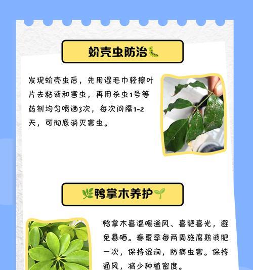 探究鸭脚木生虫之处理方法（以鸭脚木生虫怎么用为主题的研究及处理方法探讨）