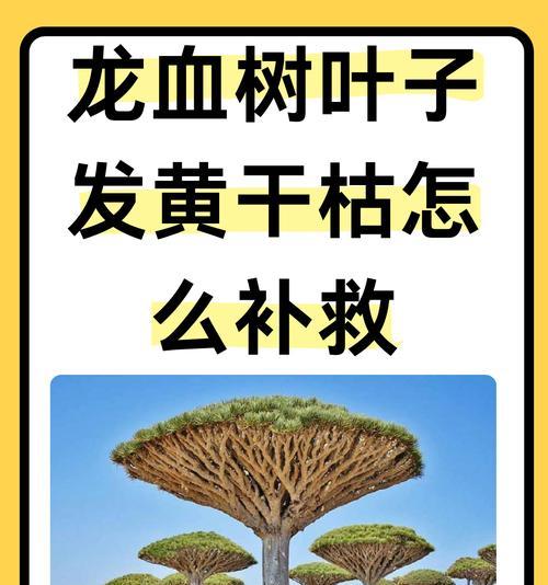 如何拯救烂叶龙须树的生命（护叶重生，让你的龙须树焕发新生机）