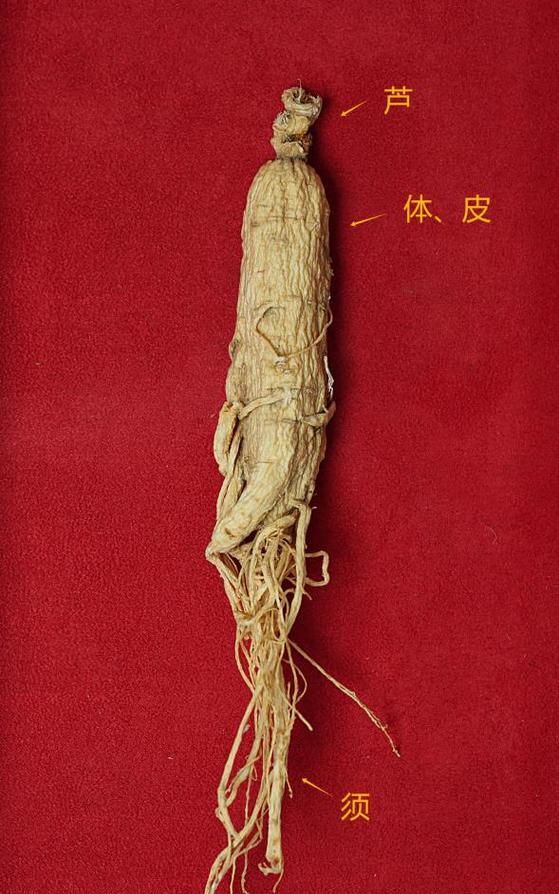 人参的生长环境（探究人参生长的最佳环境条件及注意事项）
