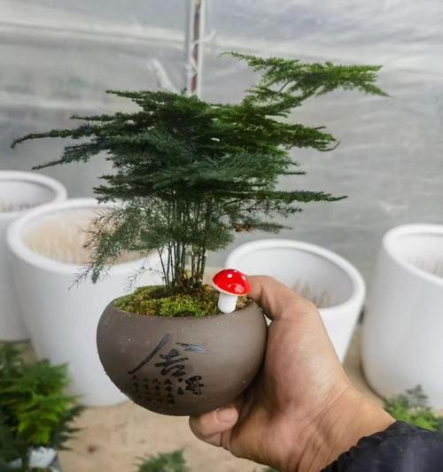 矮化文竹的培育技巧（打造迷你盆景，以矮化文竹装点家园）
