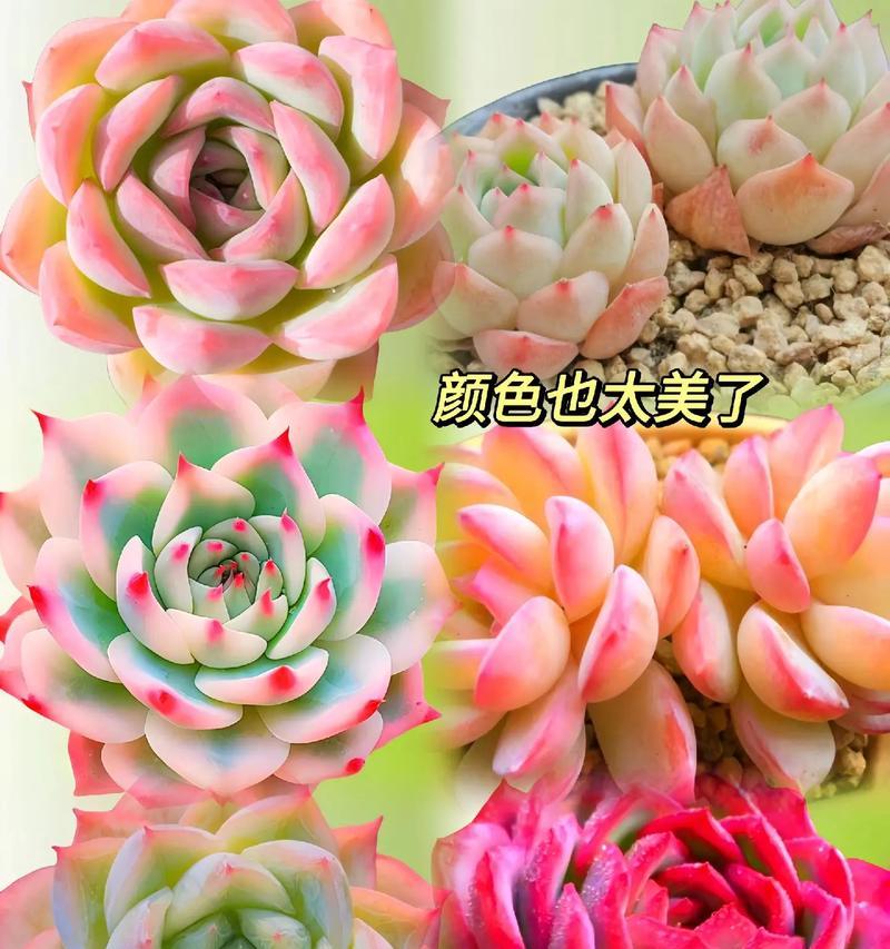 多肉植物防虫攻略（以多肉怎么预防虫害）