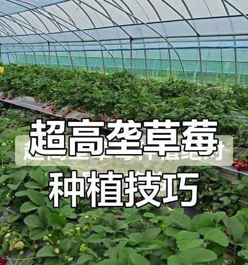 草莓种植技巧大揭秘！（从播种到收获，轻松种出美味草莓）
