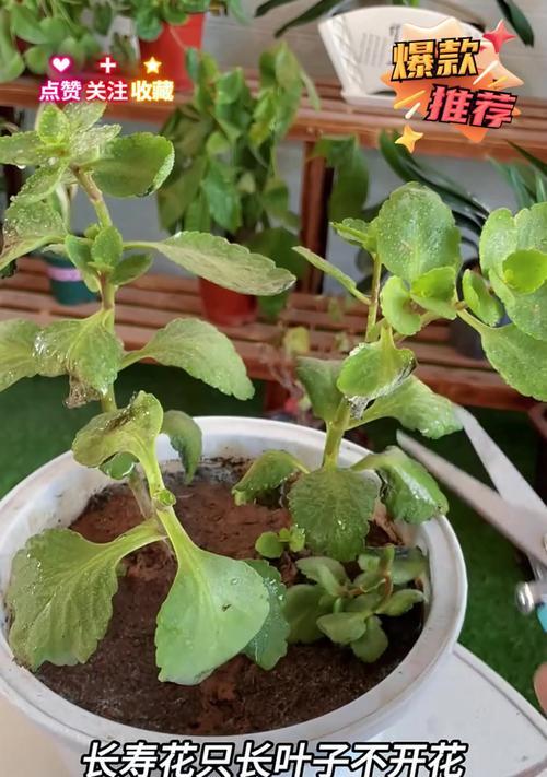 花草生长不高的原因及科学打理方法（解析花草生长不高的原因，教你科学打理，让花草茁壮成长）