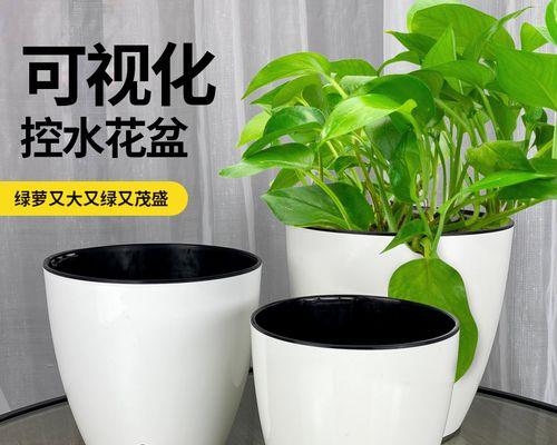 绿萝吸水套盆的正确使用方法（让绿萝茁壮成长，掌握吸水套盆的技巧）