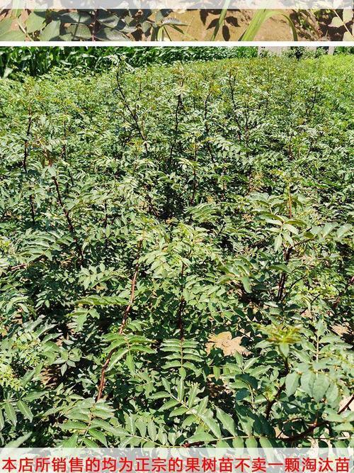 花椒树嫁接时间和方法详解（正确掌握花椒树嫁接技巧，让你种出好果子）