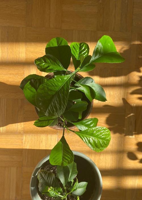 从头到脚（关键步骤和注意事项助您成功更换大树的盆土）