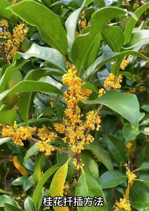 四季桂花的剪枝技巧