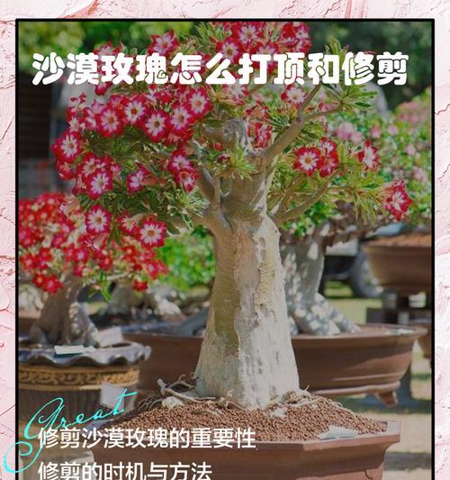 如何正确修剪老玫瑰花枝（技巧与注意事项）