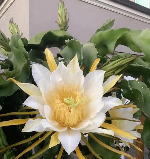 火龙果盆栽的养护要点（打造健康火龙果盆栽的秘诀）