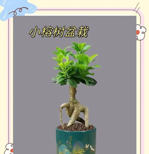 盆景榕树的成长之道（以盆景榕树怎么长大为主题，探讨其生长要点和技巧）