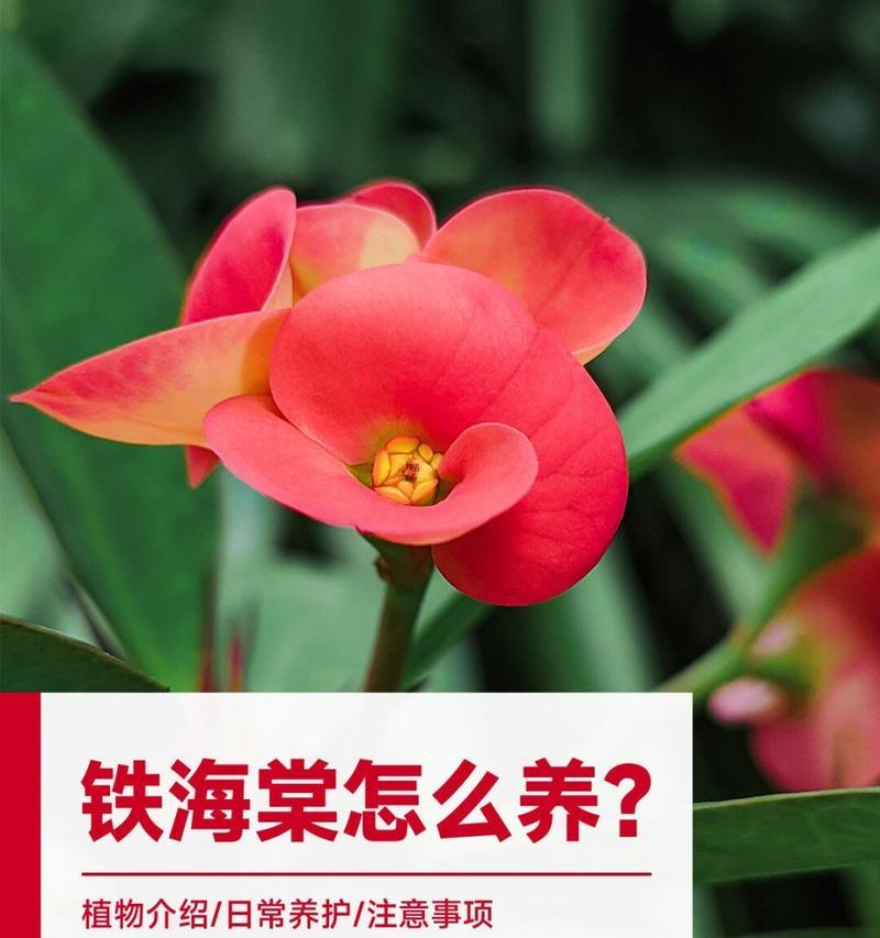 虎刺梅的养护与管理（了解虎刺梅的生长特点，打造花卉园的佳品）